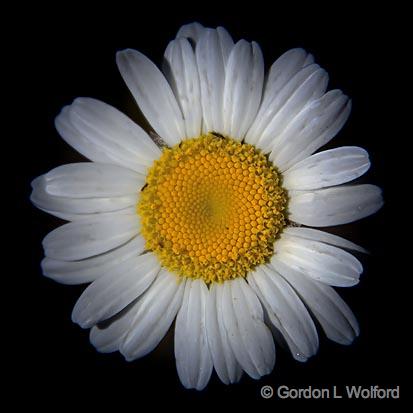 Dirty Daisy_01686.jpg - Photographed on the north shore of Lake Superior in Ontario, Canada.